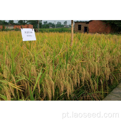 Tianlongyou de alta qualidade 540 semente de arroz